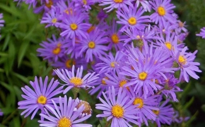 گل مین