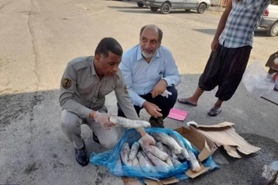 «گراز»