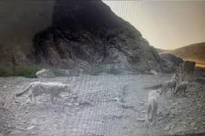 حضور ی